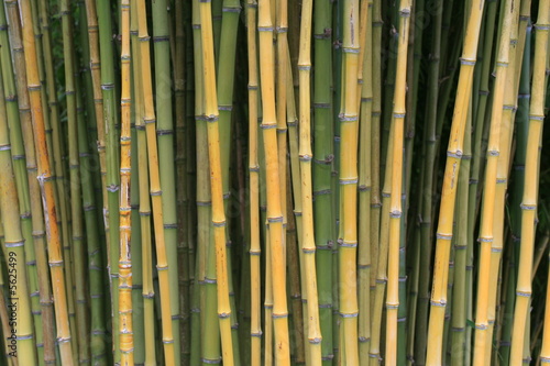 Fototapeta natura roślina japonia