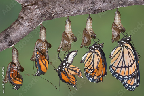 Naklejka motyl natura zwierzę 5