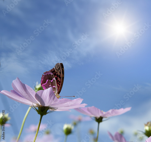 Plakat Motyl na stokrotce