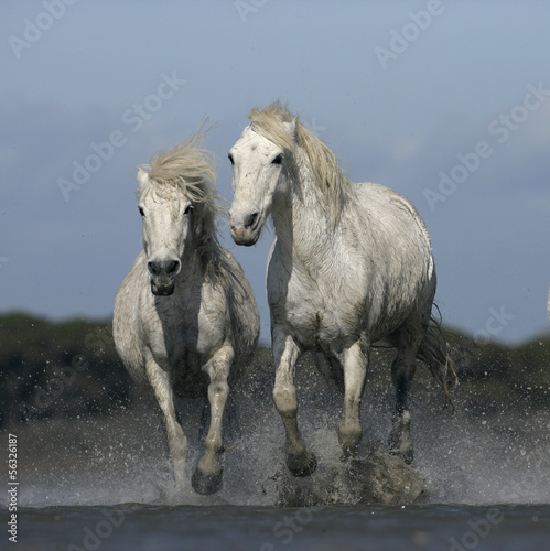 Obraz na płótnie woda koń ssak prowadzenie white horse