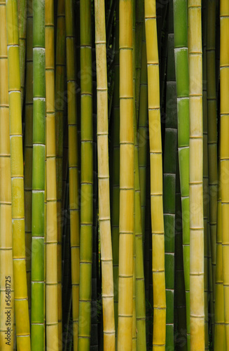 Obraz na płótnie roślinność roślina bambus tekstura żółty
