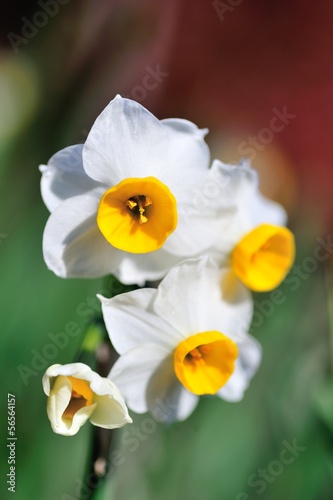 Obraz na płótnie narcyz kwiat ładny