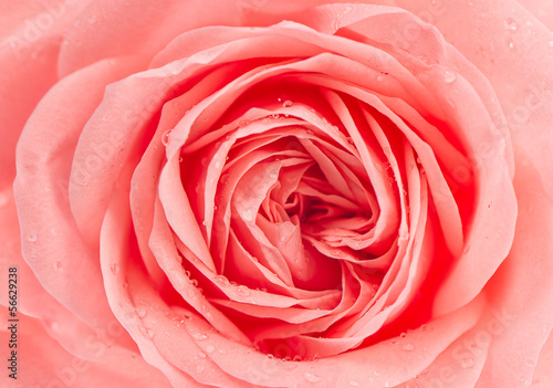 Obraz na płótnie rosa świeży roślina kwiat bukiet