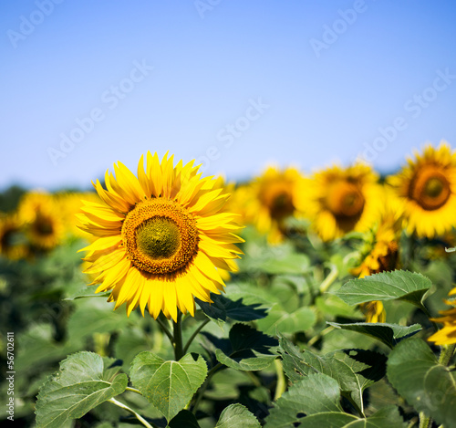 Naklejka słońce lato rolnictwo niebo
