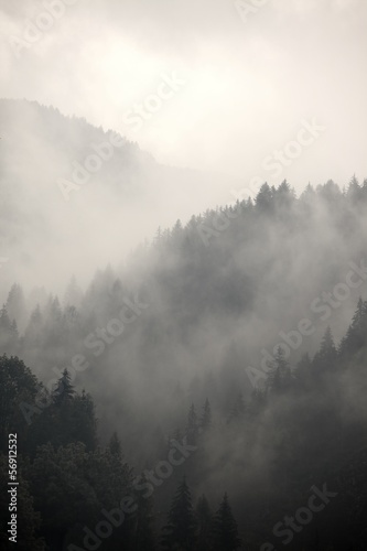 Fotoroleta iglasty las natura krajobraz wzgórze