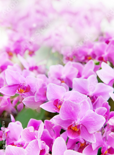 Obraz na płótnie kwitnący kwiat natura bukiet piękny