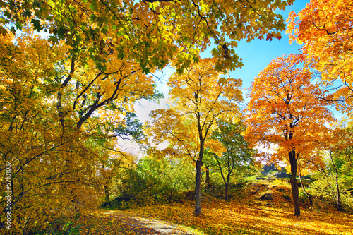 Naklejka natura roślina las