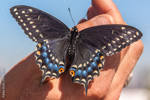 Plakat natura sztuka motyl mężczyzna ogród