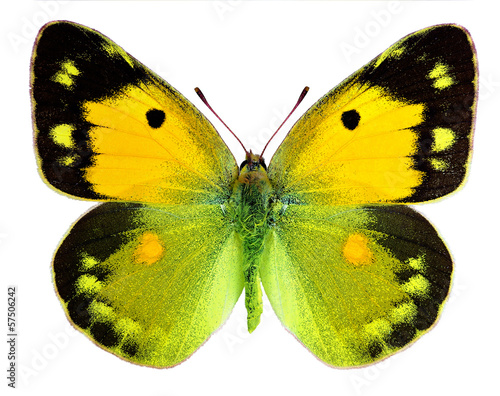 Naklejka motyl zbiory fauna piękny natura