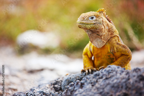 Naklejka natura południe galapagos park dziki