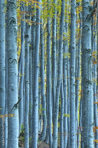 Fototapeta panoramiczny brzoza natura piękny