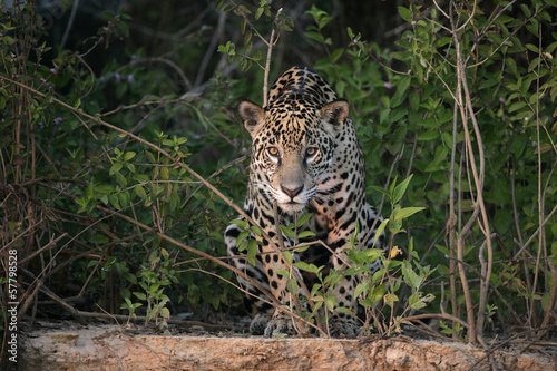 Naklejka natura jaguar zwierzę ssak