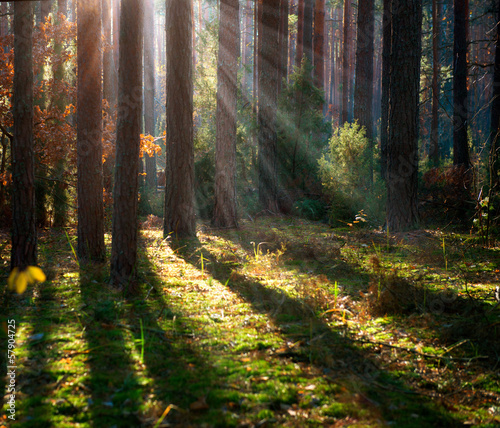 Naklejka drzewa pejzaż park dziki las