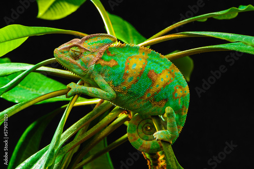 Plakat widok natura obraz kameleon