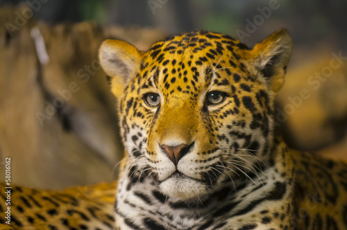 Fotoroleta jaguar ssak dziki portret kot