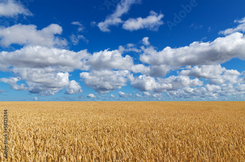 Plakat żniwa szwecja wieś piękny roślina