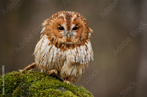 Fotoroleta portret natura oko wieś ptak