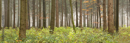 Naklejka drzewa jesień natura krajobraz