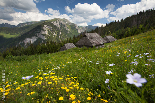 Fotoroleta kwiat łąka wiejski tatry