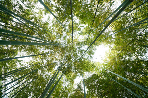 Obraz na płótnie tropikalny japoński park las bambus