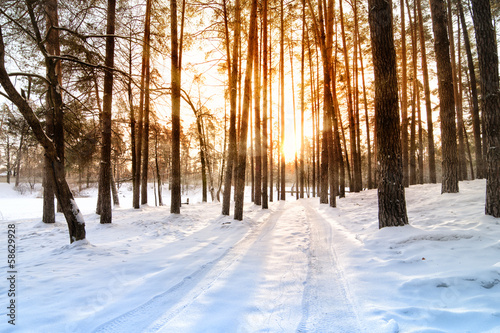 Naklejka śnieg drzewa niebo park natura