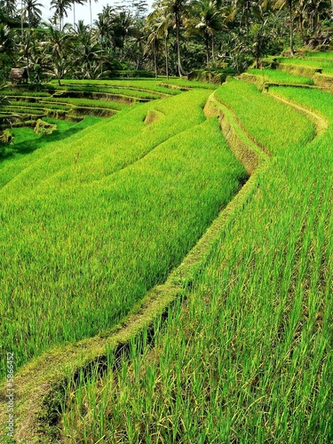 Fotoroleta pejzaż natura indonezja azja trawa