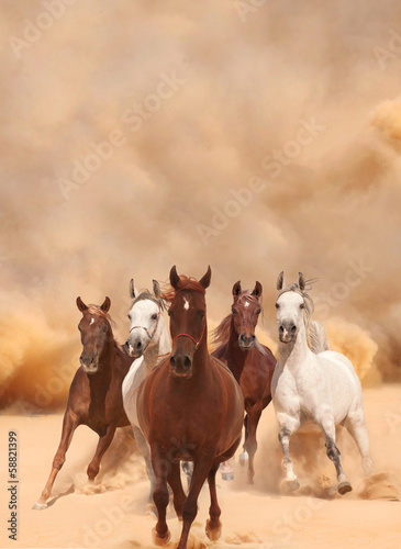 Fototapeta mężczyzna słońce koń mustang