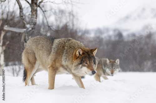 Naklejka norwegia zoo szary canis