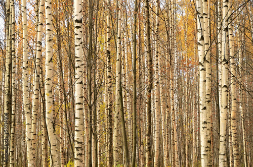 Obraz na płótnie piękny natura dziki