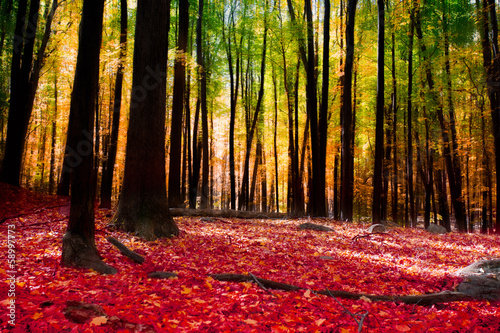 Fototapeta park jesień pejzaż