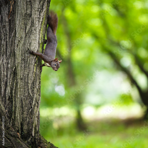 Fotoroleta gryzoń ssak park piękny zwierzę