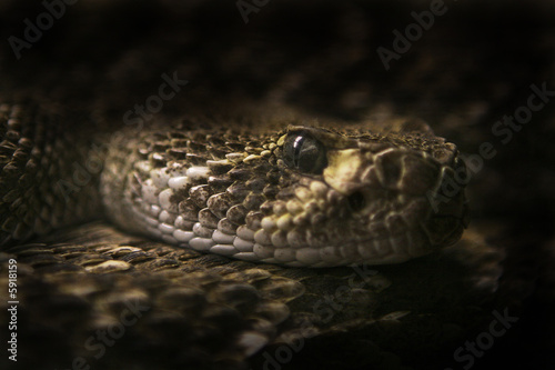 Fototapeta natura gad wąż pustynia grzechotnik