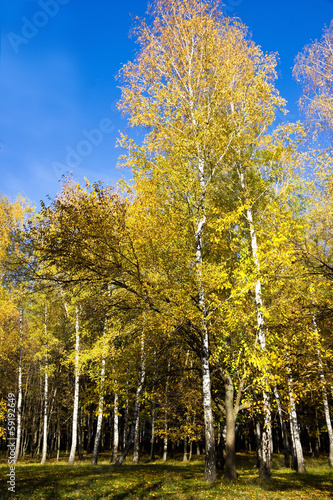 Fototapeta las park piękny krajobraz drzewa