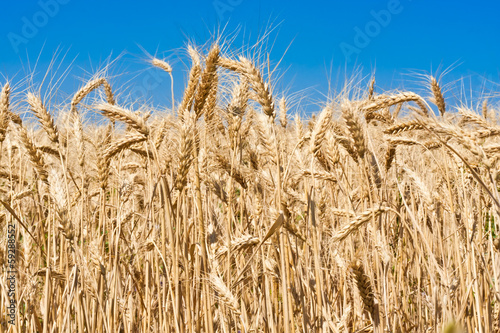 Plakat zboże żniwa ziarno