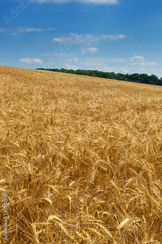 Fotoroleta pejzaż natura niebo rolnictwo