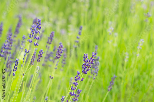 Plakat natura kwiat roślina ogród piękny