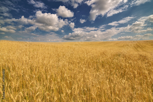 Fotoroleta ziarno warzywo żyto natura jedzenie