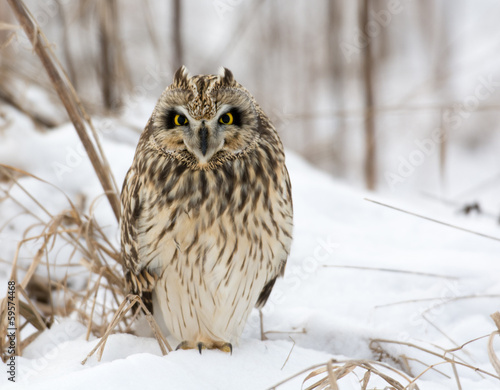 Naklejka łąka natura śnieg ptak