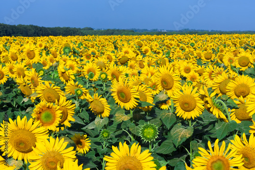 Plakat pejzaż natura kwitnący