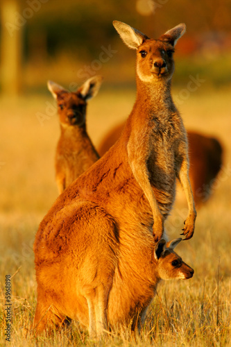 Fotoroleta dziki australia fauna kangur