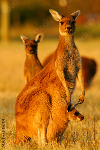 Obraz na płótnie dziki australia fauna kangur