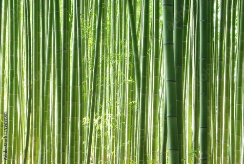 Fotoroleta japonia roślina krajobraz bambus