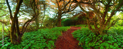Fototapeta panorama drzewa pejzaż bezdroża