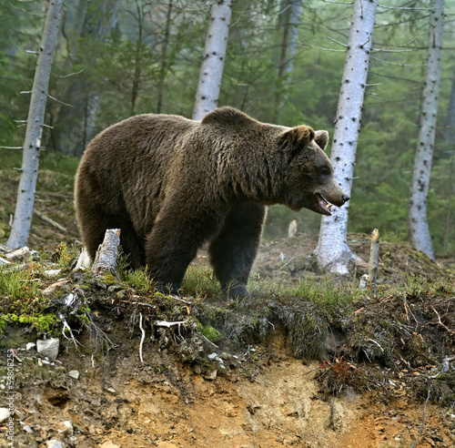 Naklejka ssak niedźwiedź natura bezdroża