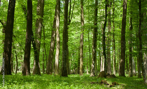 Plakat słońce las trawa natura lato