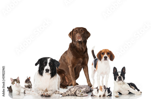 Fototapeta kot pies zwierzę labrador zając