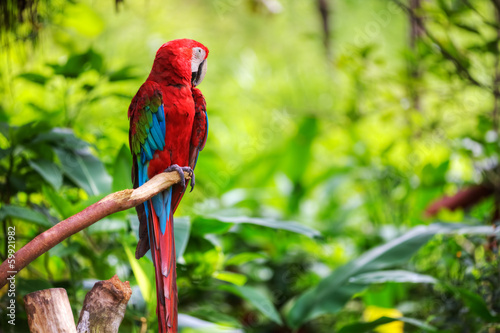 Fotoroleta natura dżungla tropikalny