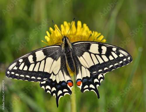 Naklejka piękny kwiat zwierzę motyl natura