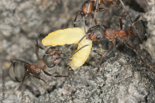 Fotoroleta zwierzę fauna dziki natura blisko