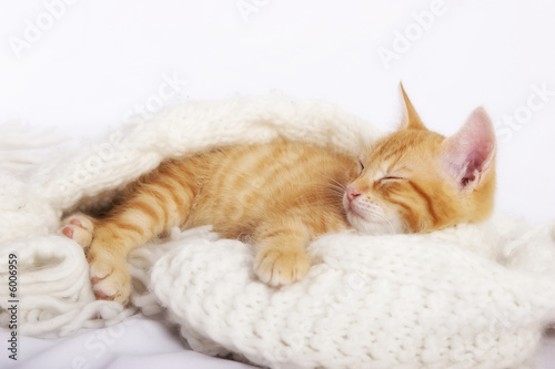 Plakat zwierzę kot przytulanki sen